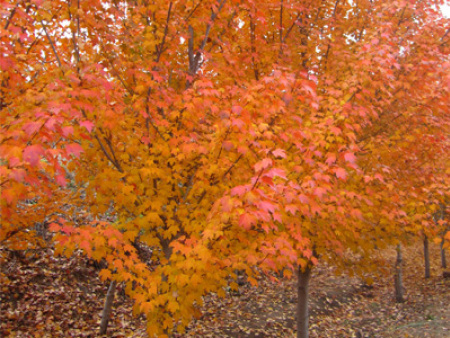 北美紅楓‘太陽谷’