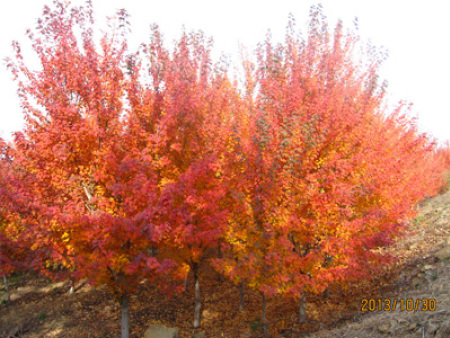 北美紅楓‘太陽谷’