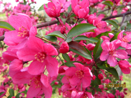 北美海棠-草原之火