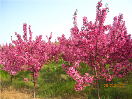 北美海棠-草原之火