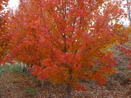 北美紅楓‘太陽谷’