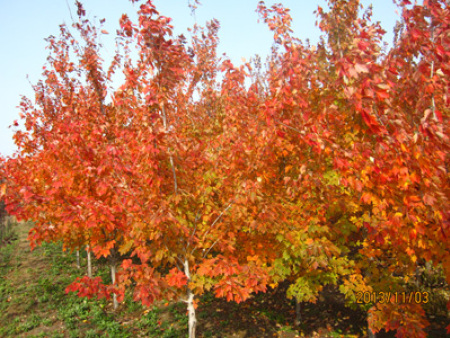 北美紅楓‘夕陽紅’