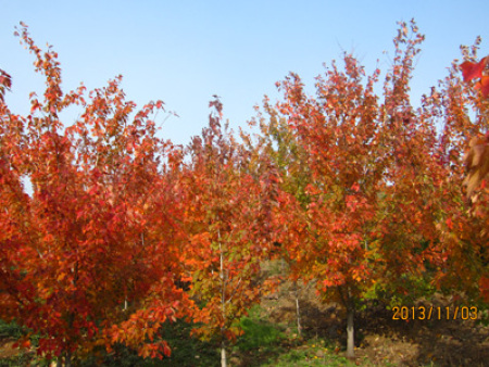 北美紅楓‘夕陽紅’