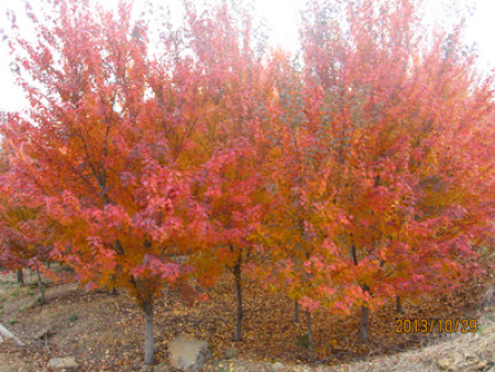 北美紅楓‘太陽谷’