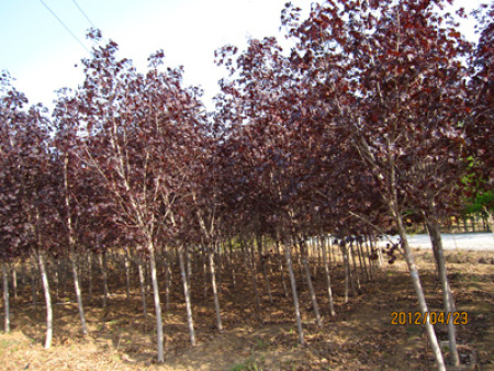 挪威槭“紅國王”