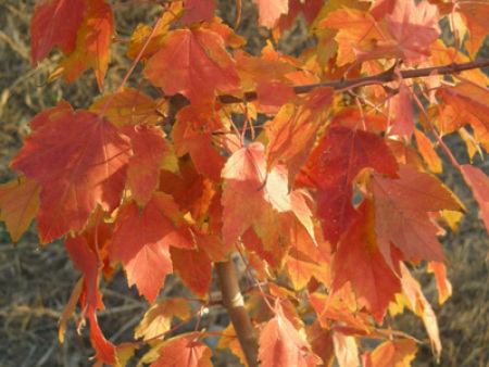 北美紅楓‘夕陽紅’