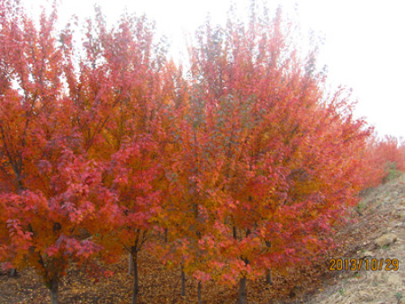 北美紅楓‘太陽谷’