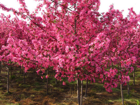 北美海棠-草原之火