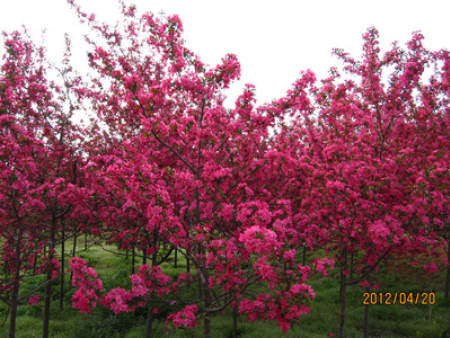 北美海棠-草原之火