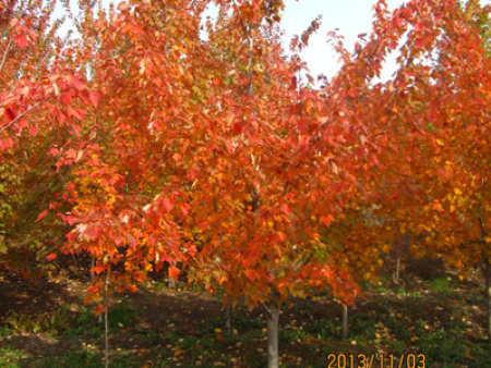 北美紅楓‘夕陽紅’