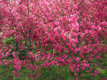 北美海棠-草原之火