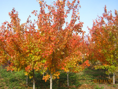 北美紅楓‘夕陽紅’