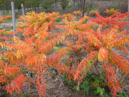 金葉火炬-秋色