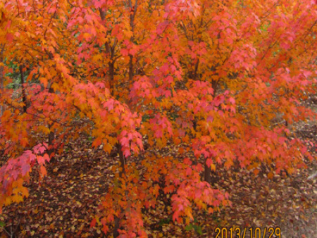 北美紅楓‘太陽谷’