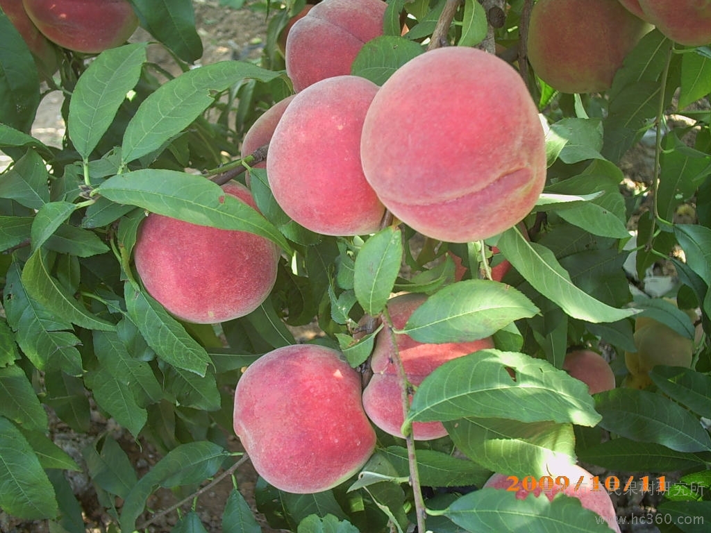 桃树新品种-毛桃新品种