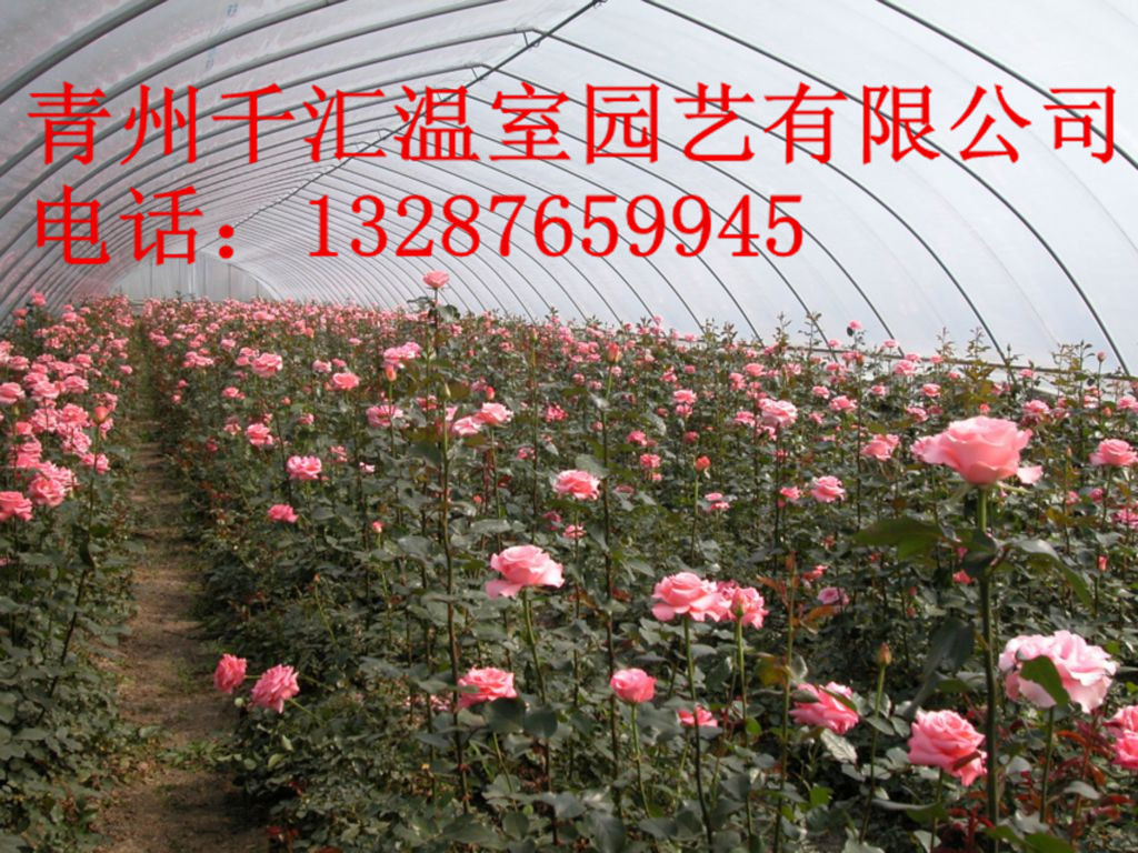 花卉温室价位|报价合理的花卉温室大棚就在千汇温室园艺
