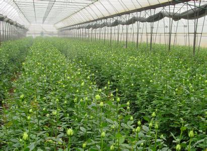 花卉温室大棚市场最新行情资讯