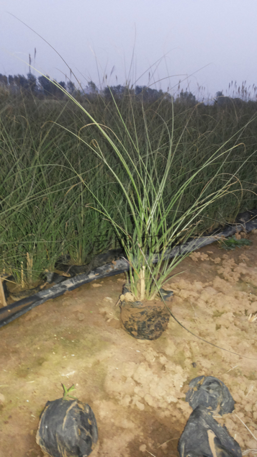 细叶芒—优质水体绿化植物