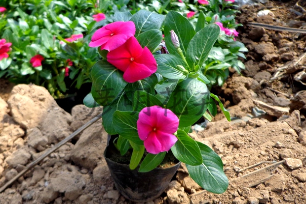 长春花养植技巧|供应潍坊特价长春花