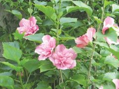 濰坊木槿基地直銷 昌邑苗木