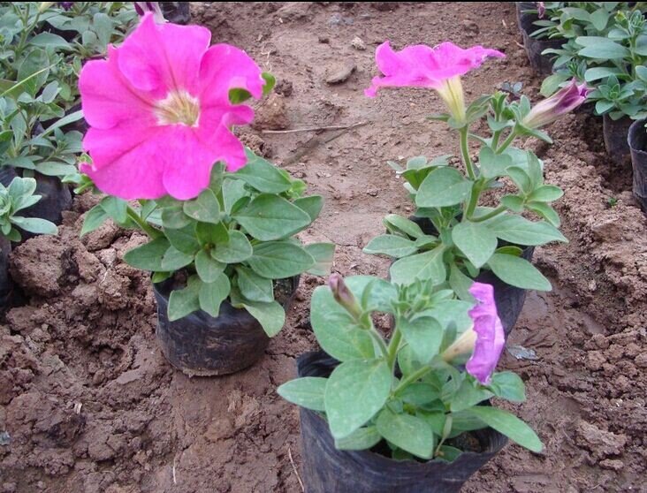 山东四季草花——矮牵牛