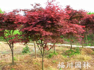 福川园林出售性价比最高的红枫：苗木产品基地