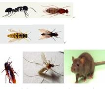 想找稱心的滅鼠當選康民環境科技公司|餐館滅蟑螂