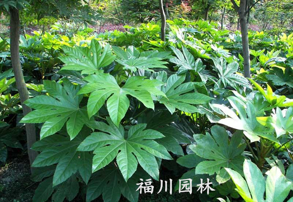 成都最好的八角金盘供应商推荐