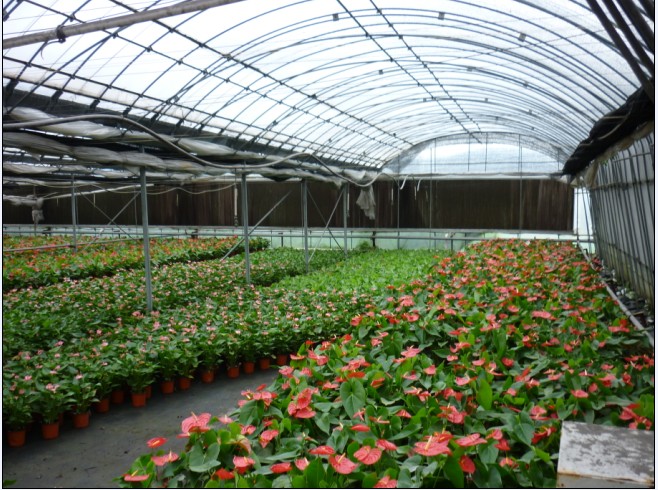 潍坊可靠的花卉温室建造公司是哪家：花卉温室建设