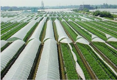 焦作可靠的农业技术推广公司是哪家，中国蔬菜种植
