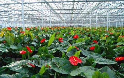 花卉温室建设