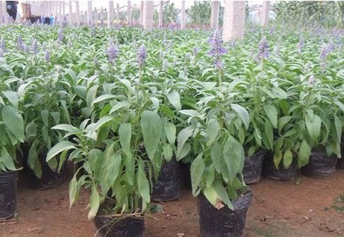 青州草花，来洺瑜花卉苗木，买划算的鼠尾草