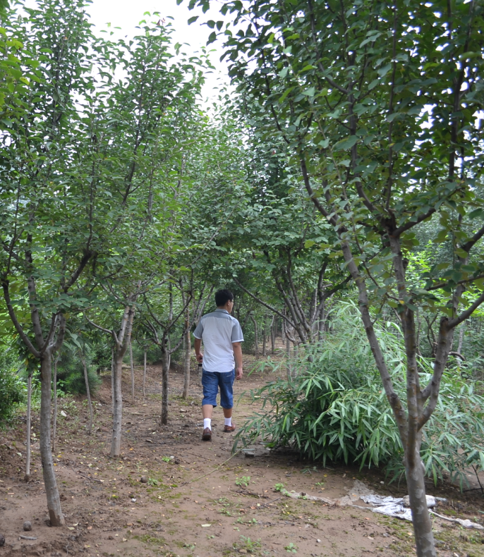 大木瓜树种植基地-易成活的大木瓜树推荐