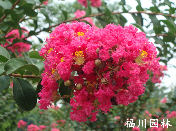 紫薇低价批发 【荐】最好的紫薇出售