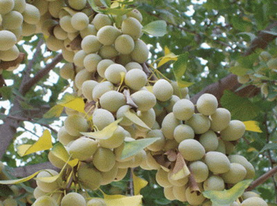 昆明哪里银杏果实惠：优惠的云南昭通特产