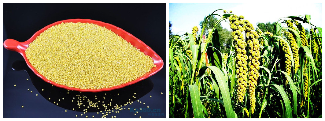 安阳优质富硒小米——最好的富硒小米供应，就在利农果蔬合作社