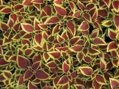 便宜的绿化草花 潍坊质量好的绿化草花哪里有供应