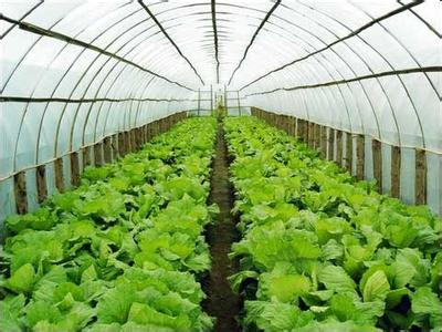 蔬菜温室大棚建设-专业蔬菜温室大棚建设