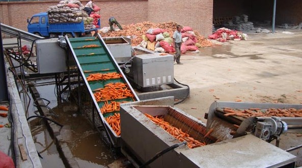 河北大姜清洗设备批发零售-潍坊市价格实惠的胡萝卜清洗设备出售
