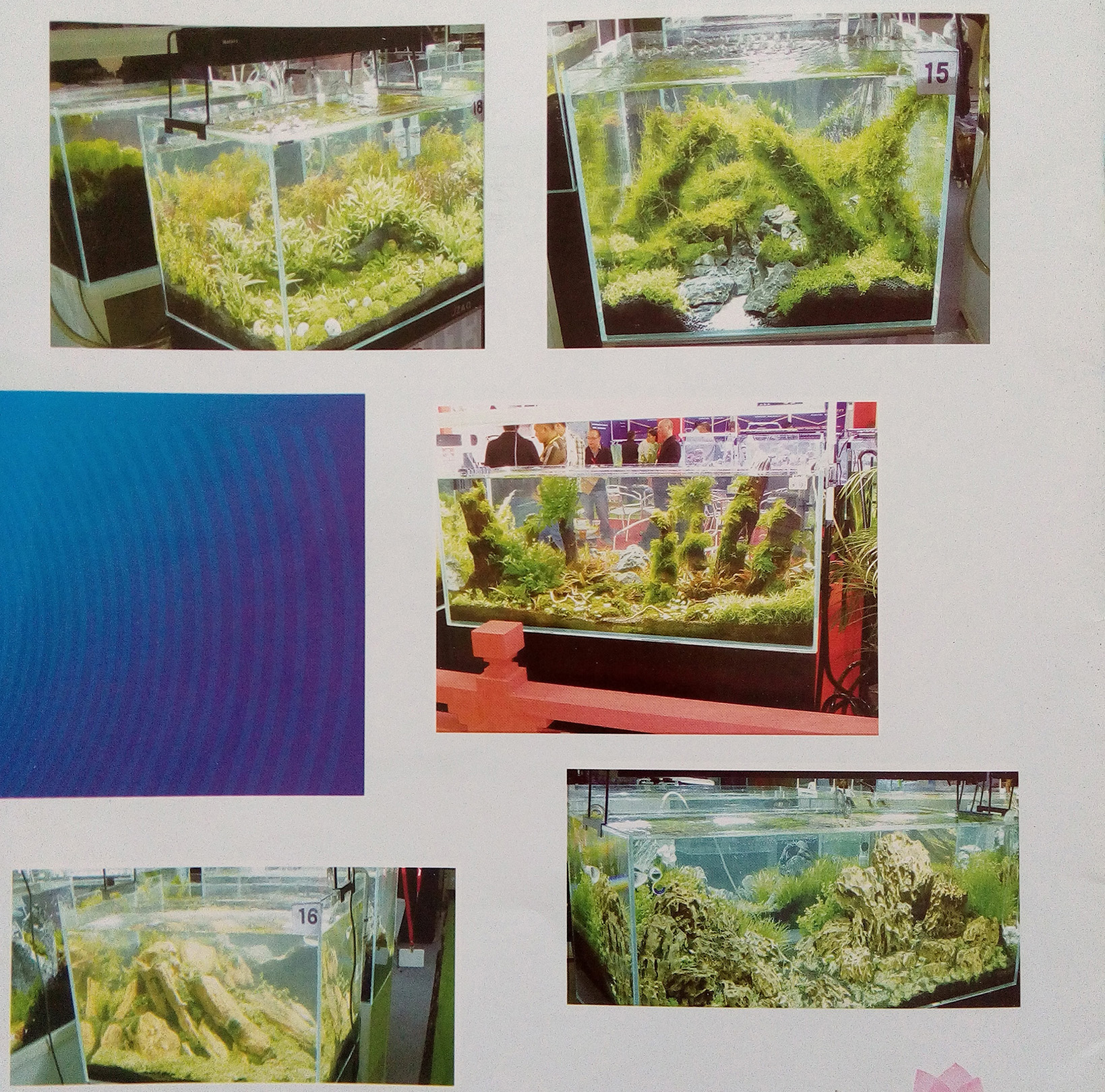 水草造景鱼缸
