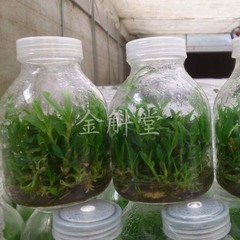 广州口碑好的铁皮石斛哪有卖，广东铁皮石斛苗