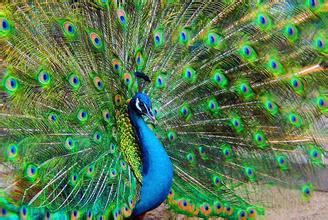 广西蓝孔雀|有品质的蓝孔雀养殖在哪里有供应