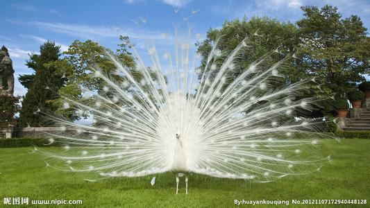 桂林合格的白孔雀提供商|白孔雀批发