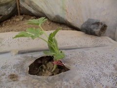 潍坊价格合理的西瓜膜供应——四川西瓜膜