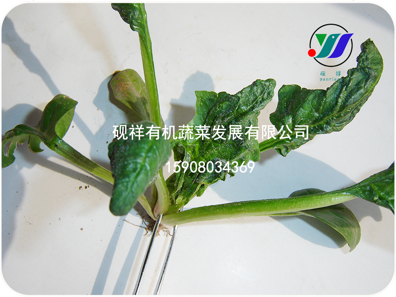 山东专业的菠菜低温障碍技术支持推荐