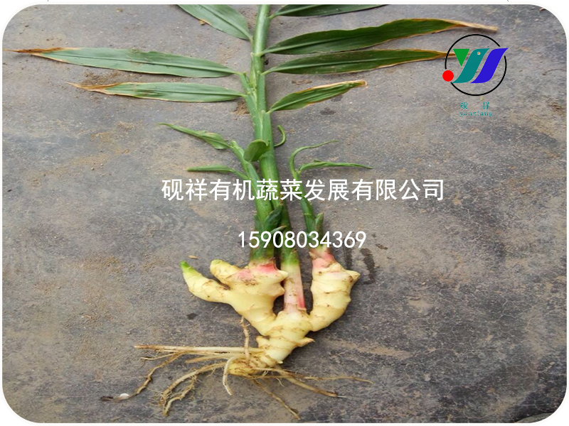 姜生长不良技术支持