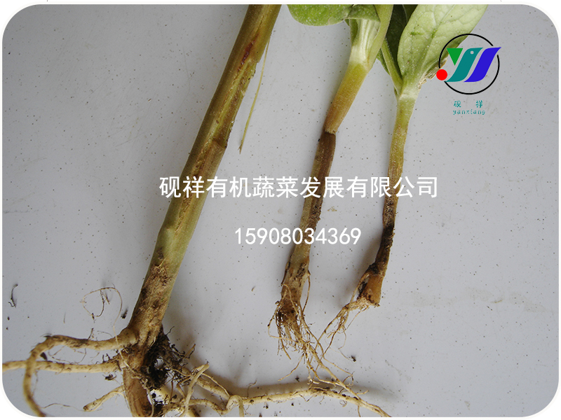 瓠子立枯病技术支持