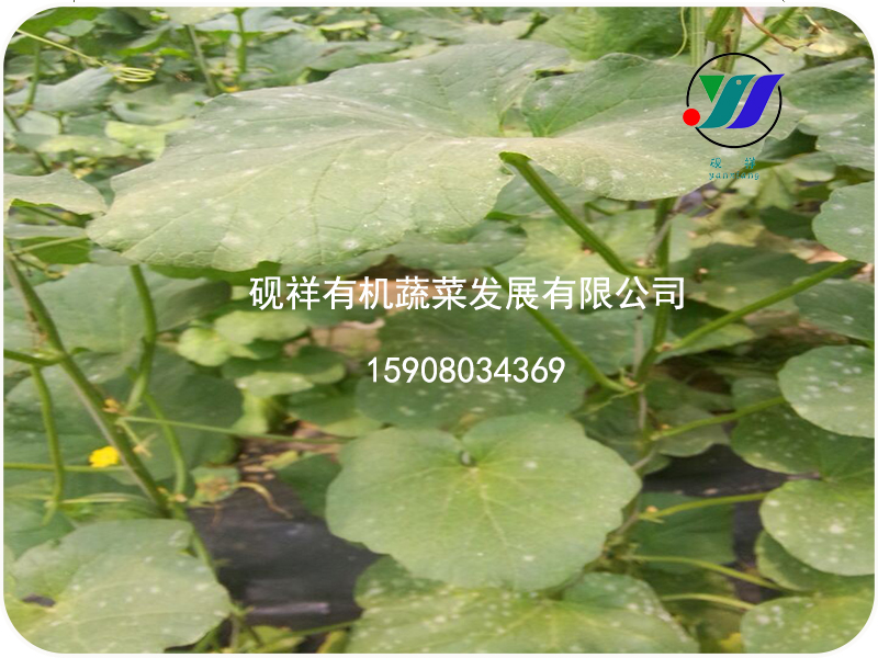 甜瓜白粉病技术支持
