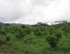 廣東蓮霧苗批發:優質蓮霧果苗大量批發