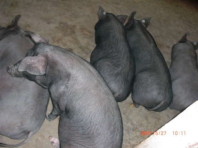 纯种太湖猪_划算太湖猪就在临朐县元杰生猪养殖